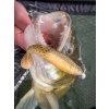 berkley gumova nastraha powerbait cullshad ayu (1)