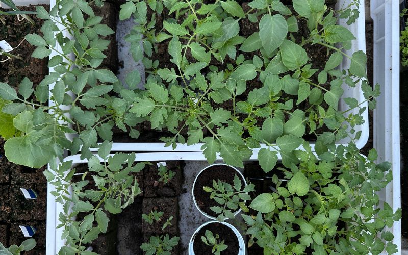 Novinka na Poporostem: Biocont, přirozená ochrana rostlin, která ladí s naším nářadím