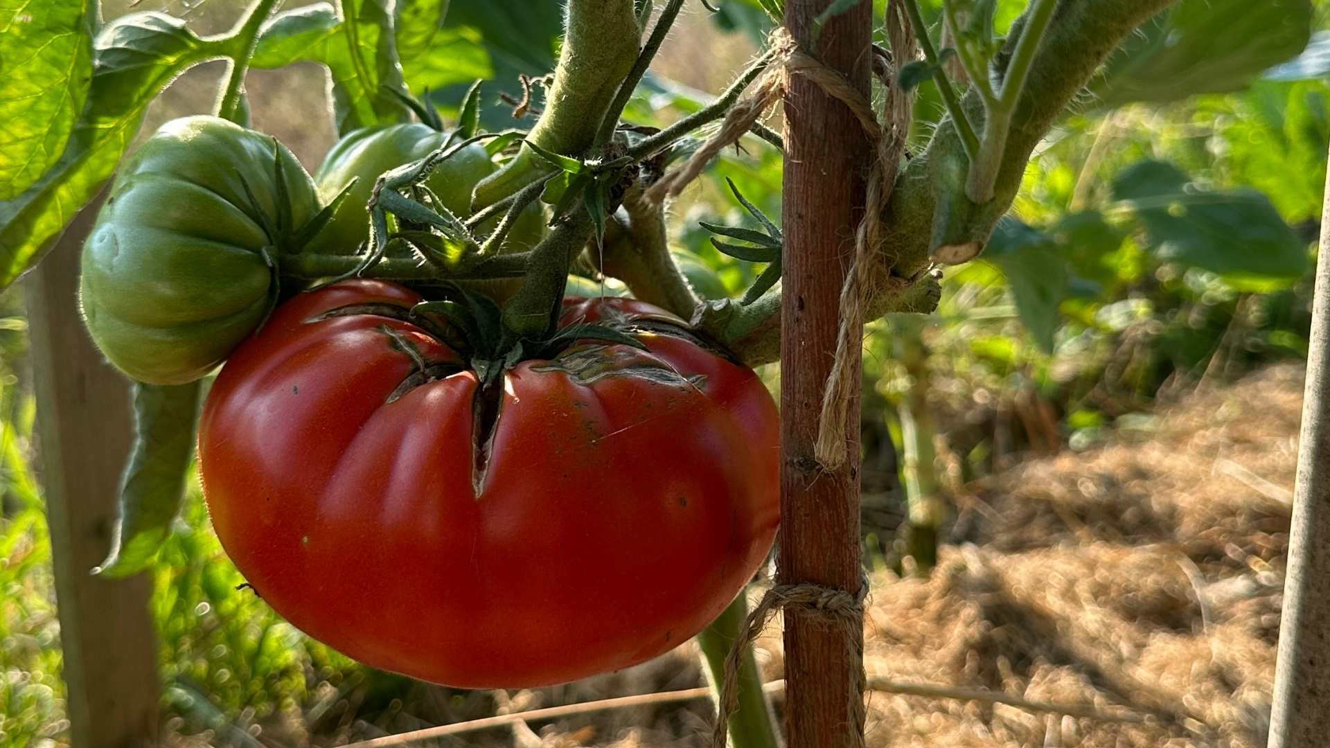 Nejčastější choroby rajčat aneb kdo je připraven, není překvapen