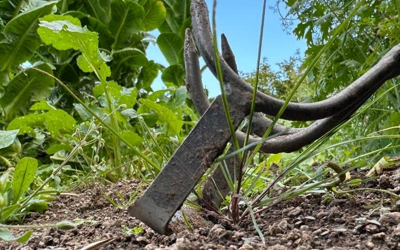 Ruční nářadí na plevel: Co skutečně funguje a jak si vybrat