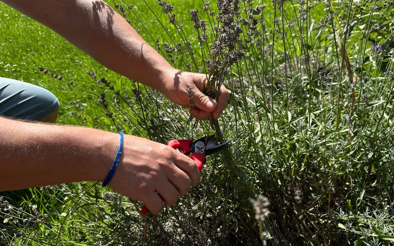 Jak stříhat levanduli v létě po odkvětu