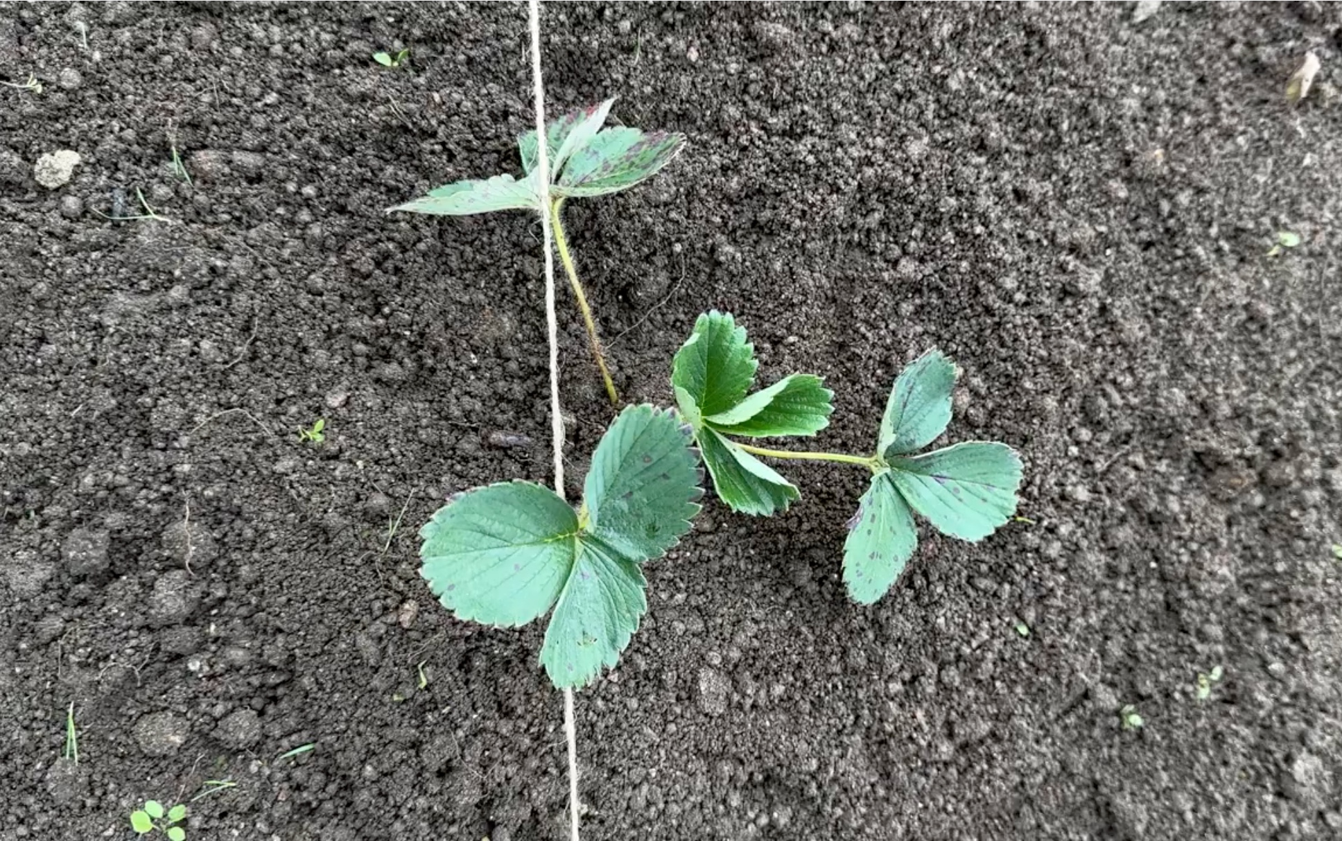 Jak nachystat záhon na jahody