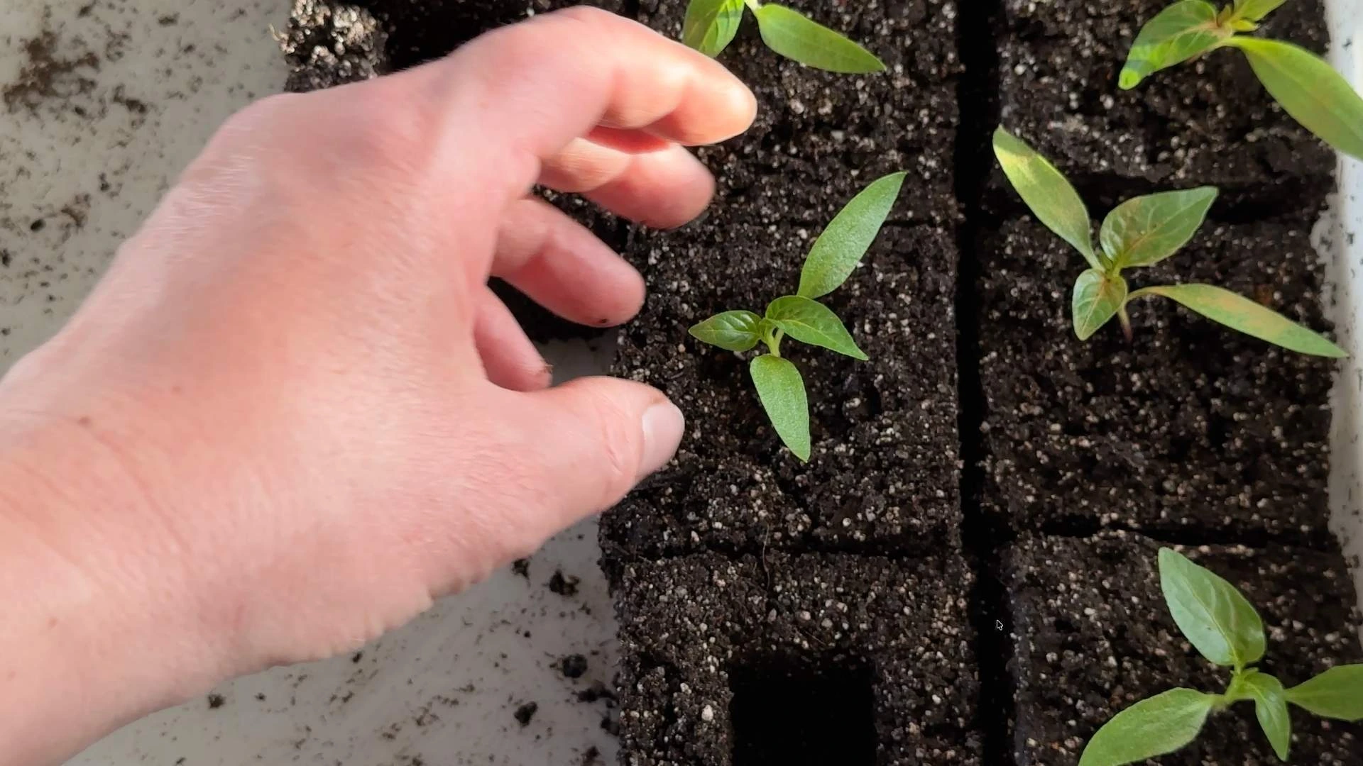 Únor je ve znamení prvních výsevů zeleniny: Dodržte zásadní pravidla předpěstování paprik a získejte letos obří úrodu