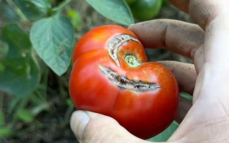 Péče o rajčata v srpnu – teď se láme chleba