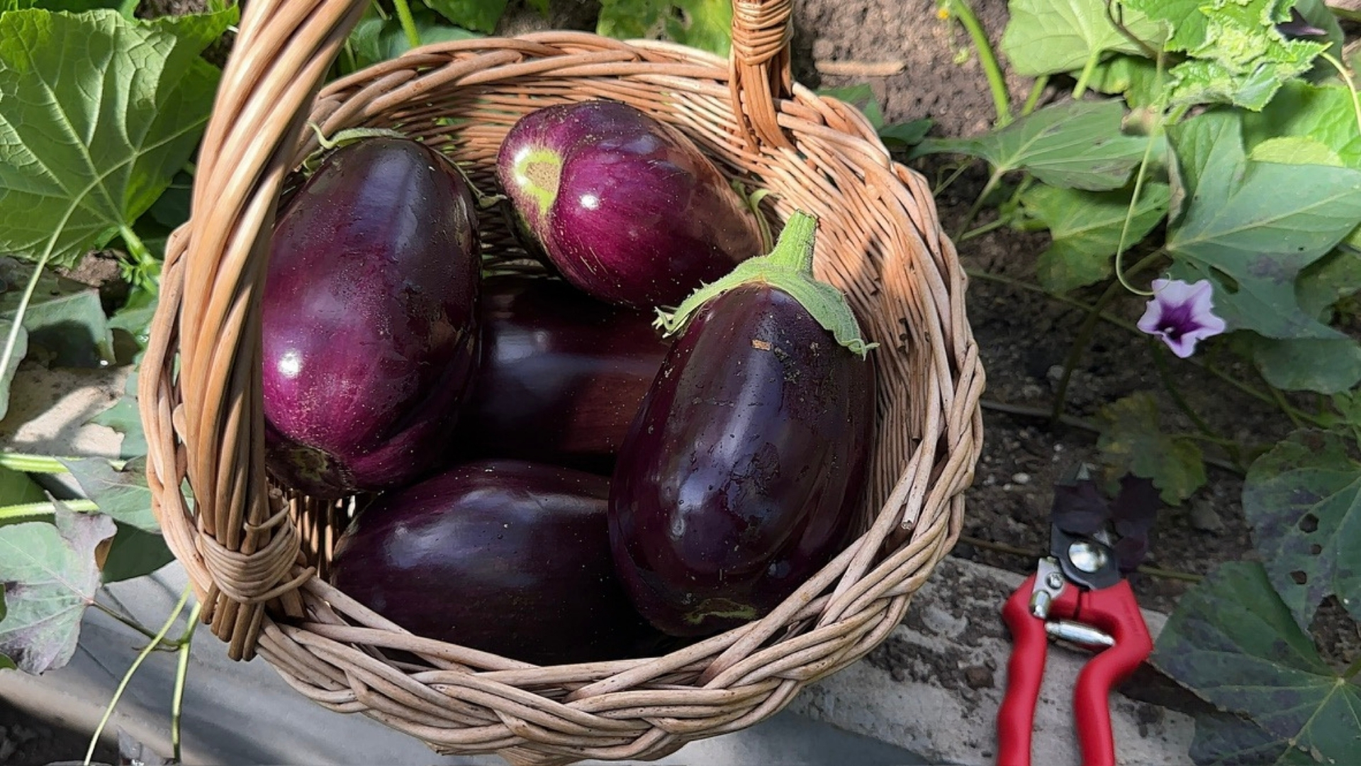 Říjen na zahradě: Podzimní práce na zahradě, na které byste neměli zapomenout