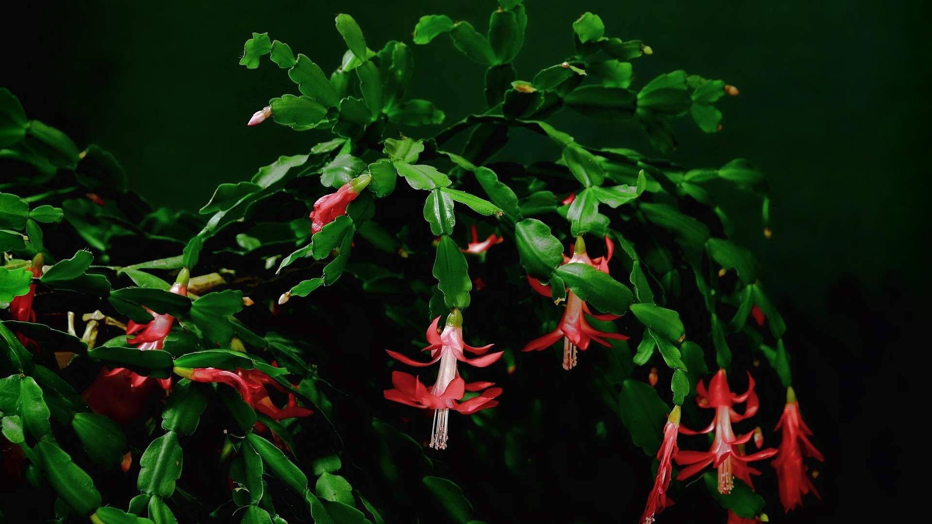 5 pokojových vánočních rostlin, kterým nevadí chlad