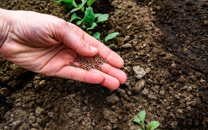 Co s prázdnými záhony po sklizni cibule a česneku? Nenechte je ladem