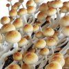plodnice Psilocybe Cubensis B+