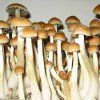 Spory hub psilocybe golden teacher