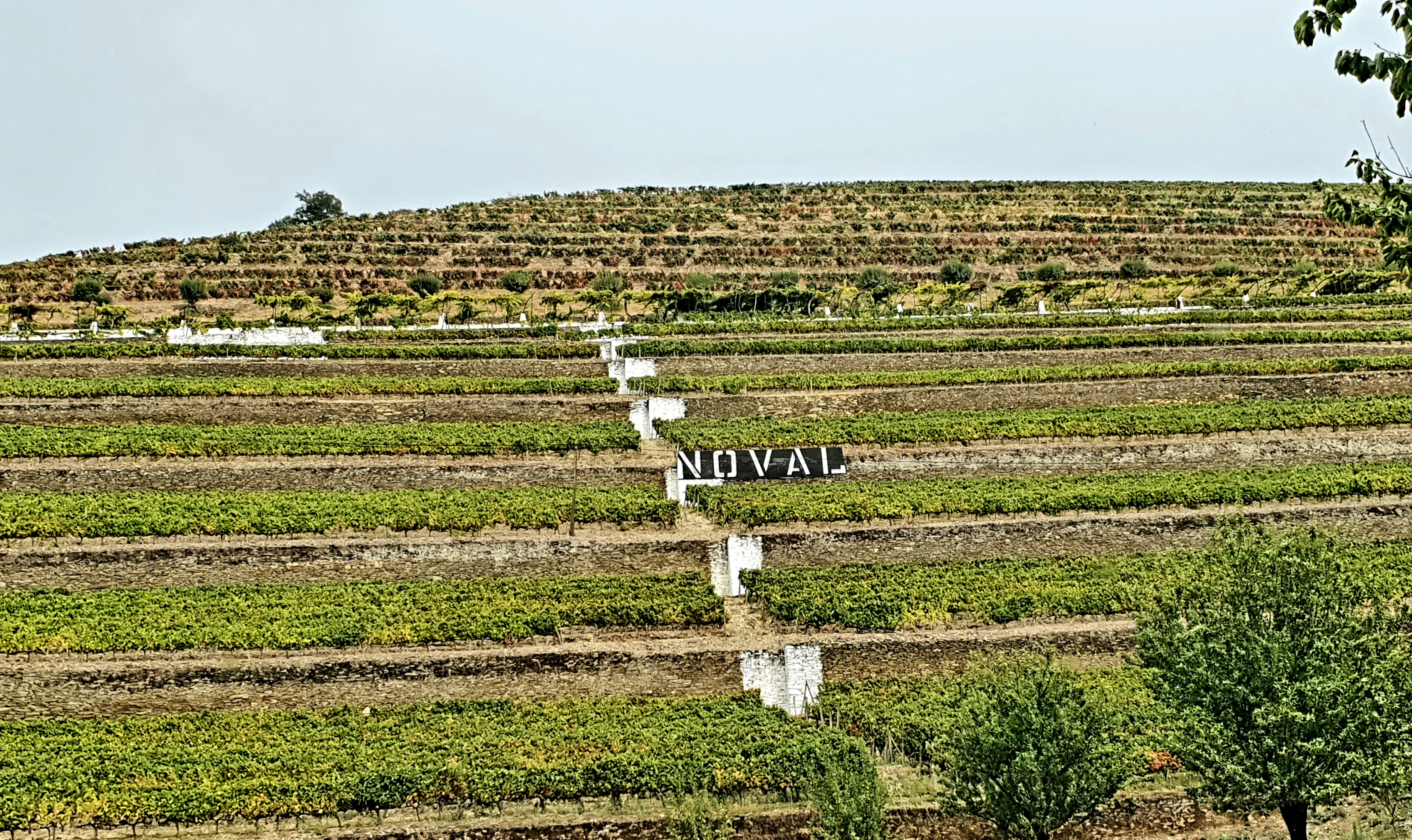 proslulé vinice Quinta do Noval