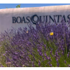 boas quintas levandule