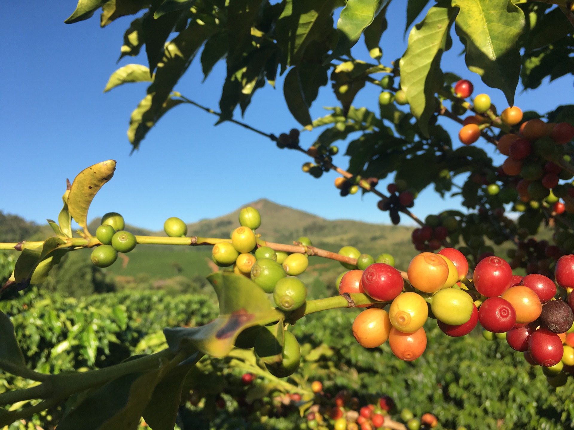 coffee plant