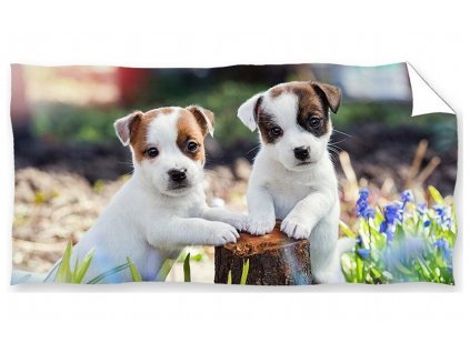 braskove jack russel