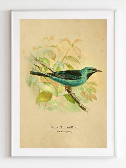 plakat-pitpit-vintage