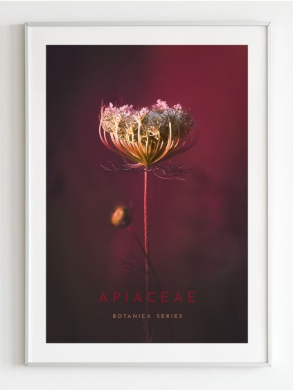 plakat-apiaceae