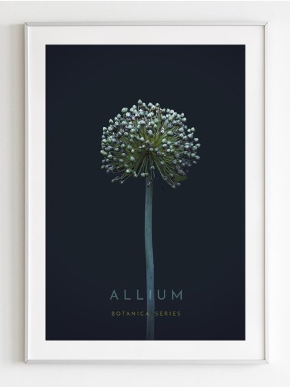 plakat-allium