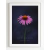 plakat-echinacea