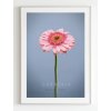 plakat-gerbera
