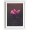 plakat-magnolie
