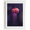 plakat-dahlia