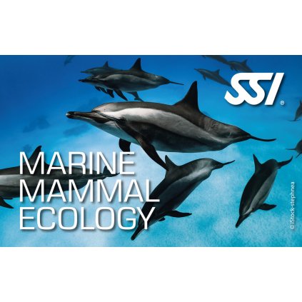 Presentation Marine Mammal Ecology