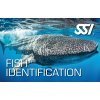 Presentation Fish Identification