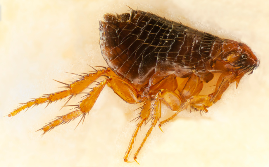 Vše o blechách: Jak blecha vypadá, žije a škodí