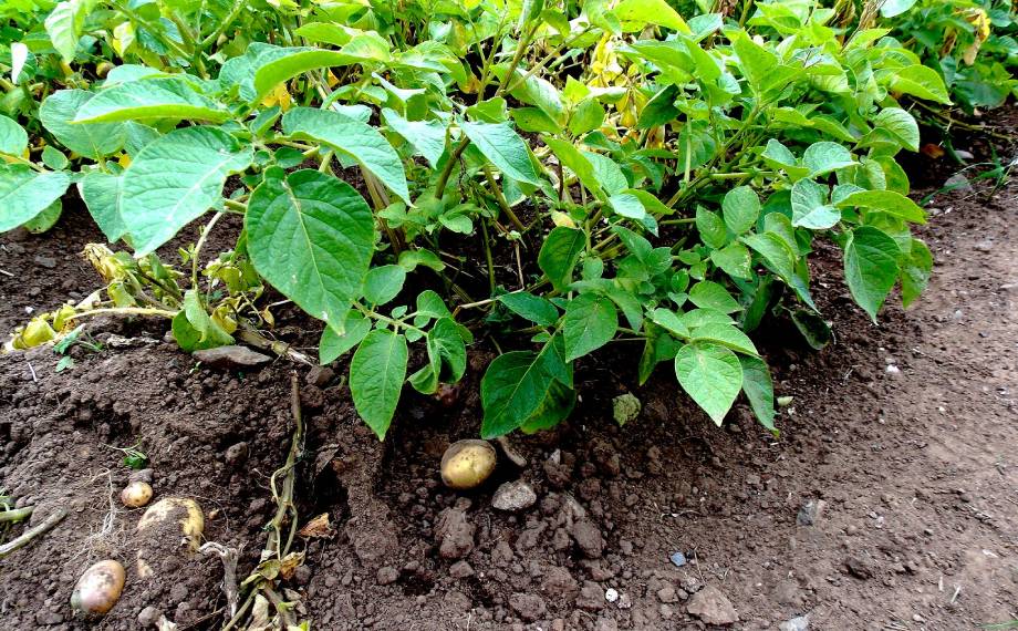 Plíseň bramborová: Tichý zabiják úrody a jak s ní bojovat