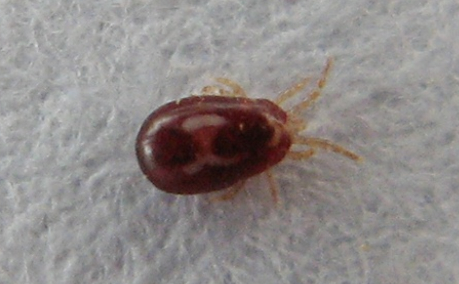 Jdou čmelíci na člověka? Jak se zbavit čmelíků v bytě?