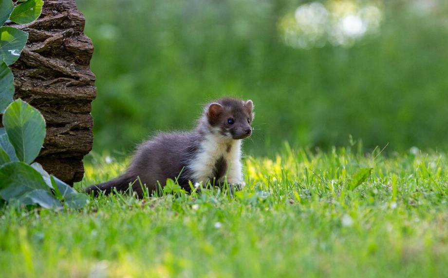 Kuna lesní vs. kuna skalní: Jak je od sebe spolehlivě rozeznat