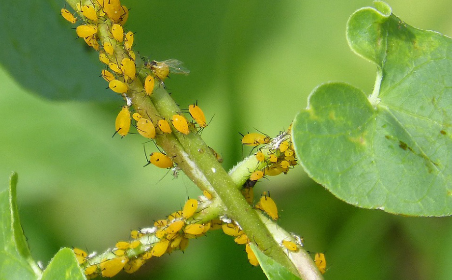 Druhy mšic: Poznejte své nepřátele