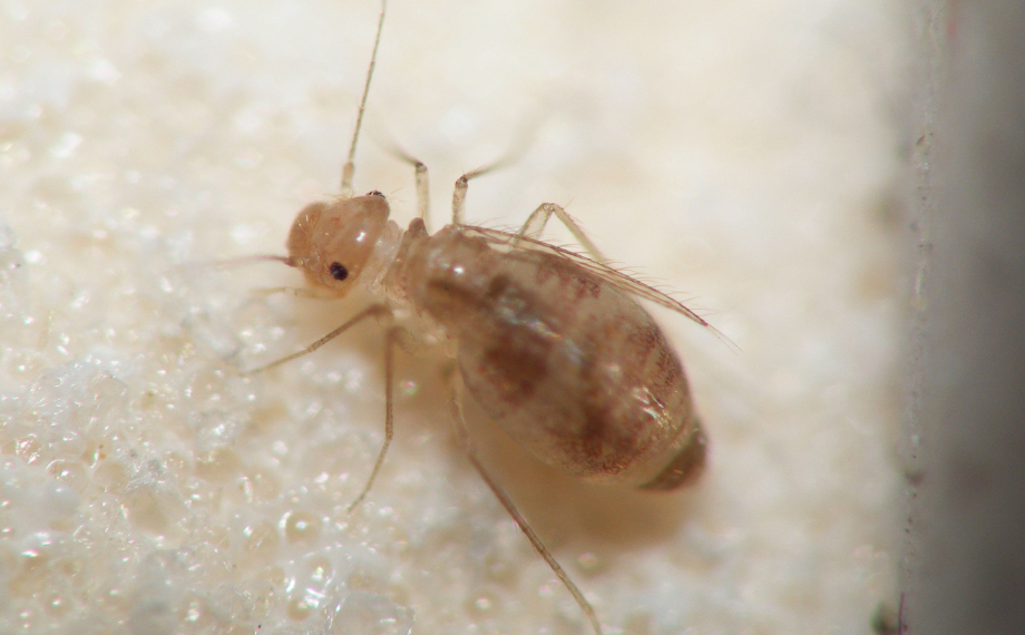 Druhy pisivek: Jak na pisivku domácí, knižní, bledou a skleníkovou