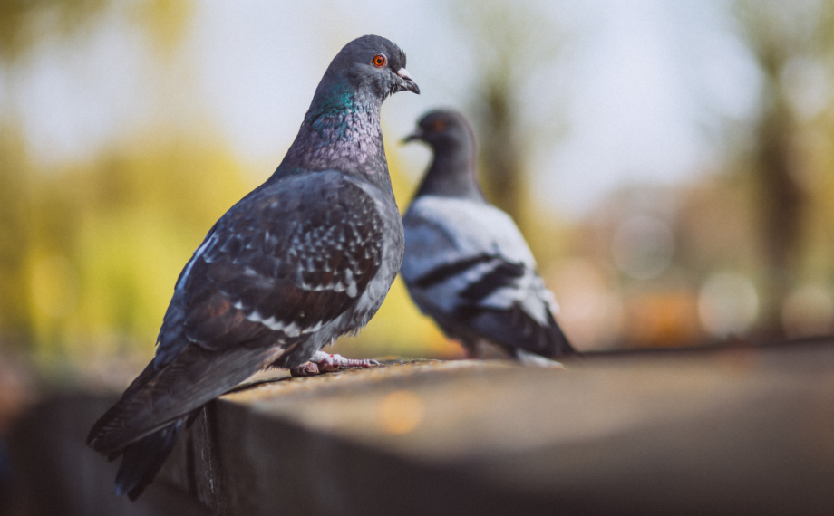 Jak se zbavit holubů