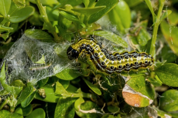 Zavíječ zimostrázový je postrachem buxusů. Jak ho účinně zlikvidovat?