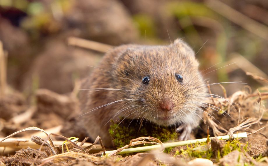 Obsadili váš pozemek hraboši či hryzci? Pomohou vám pasti, nástrahy i odpuzovače