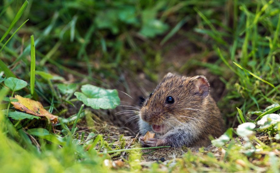 Jak vyhnat hraboše ze zahrady