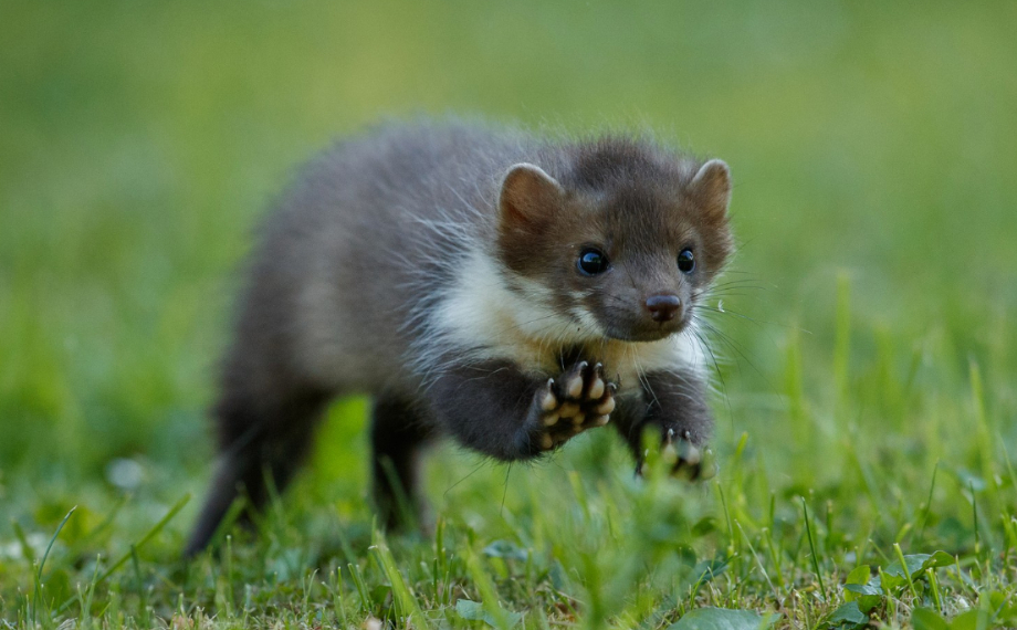 Jak se zbavit kuny pod střechou