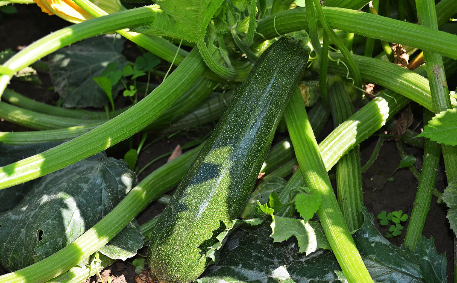 Jak na plíseň na cuketě