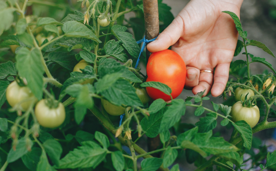 Vše o plísni na rajčatech: Jak ji poznat a zlikvidovat