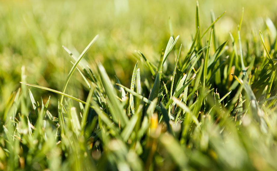 Jak na plíseň a černé fleky v trávníku
