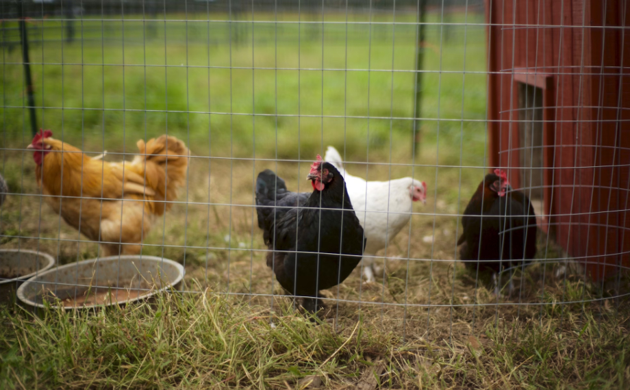 Jak se zbavit potkanů u slepic