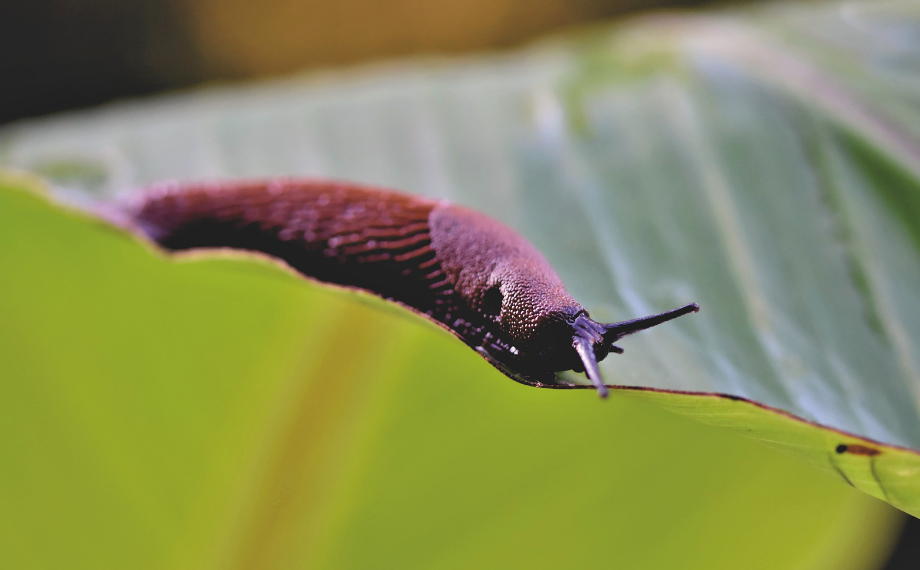 Jak na slimáky ekologicky a bez chemie