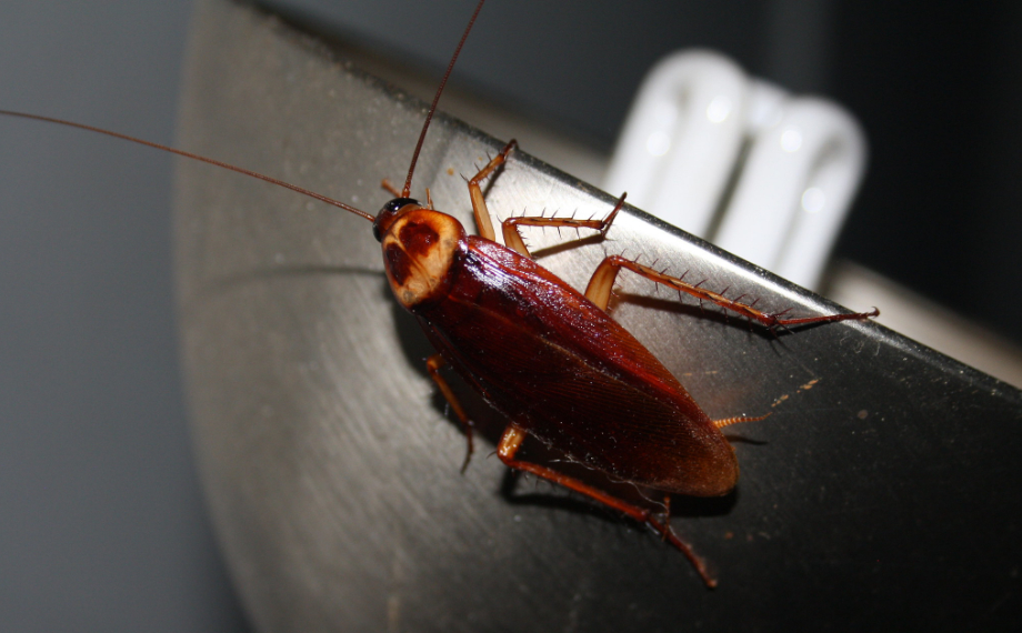 Jak na šváby v bytě
