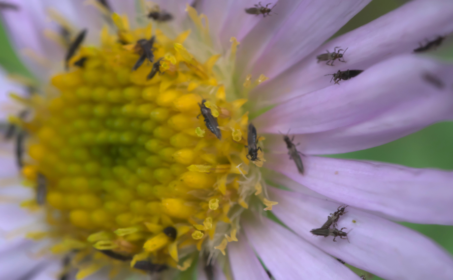 Jak se zbavit třásněnek a ochránit rostliny