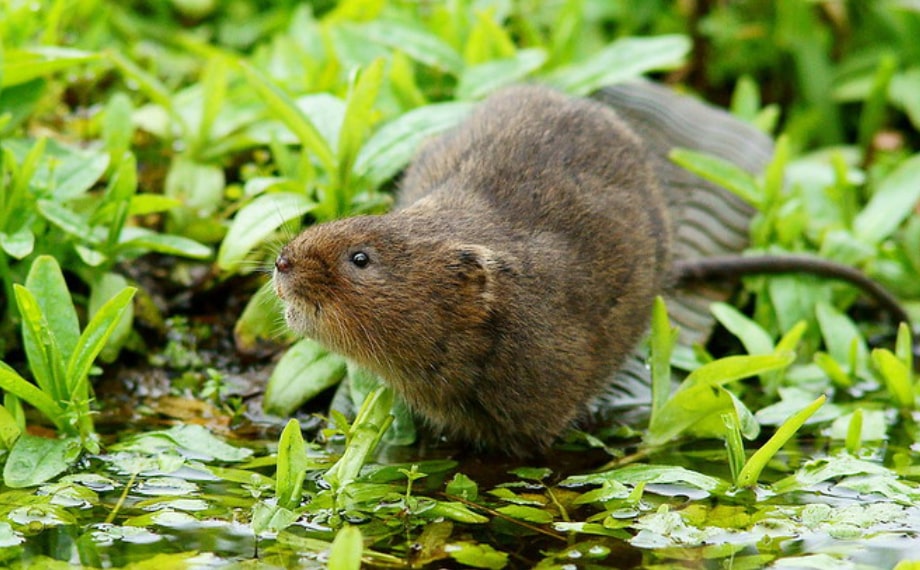 Jak se zbavit hryzců na zahradě