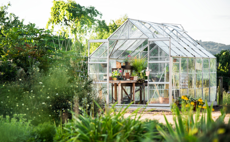 Jak se zbavit plísně ve skleníku