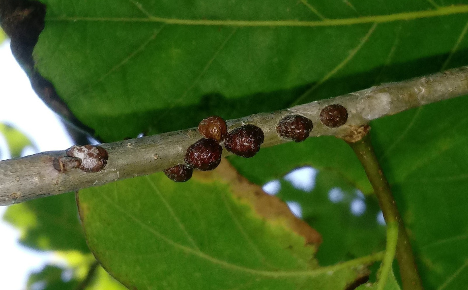 Jak se zbavit puklic