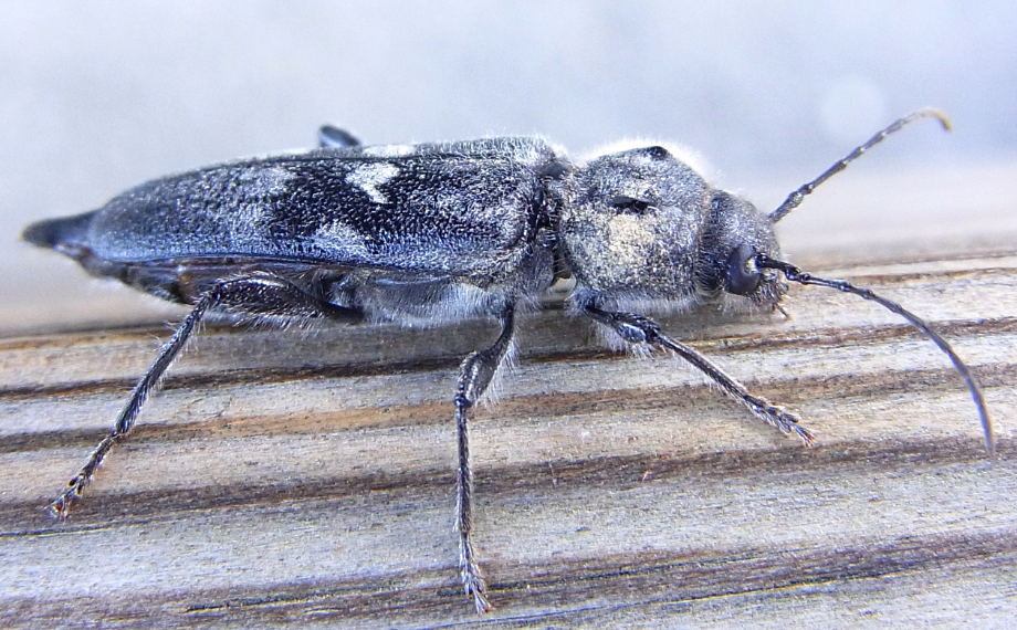 Jak se zbavit tesaříka krovového