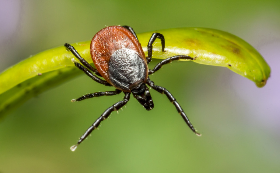 Jak správně vytáhnout klíště: Kompletní průvodce