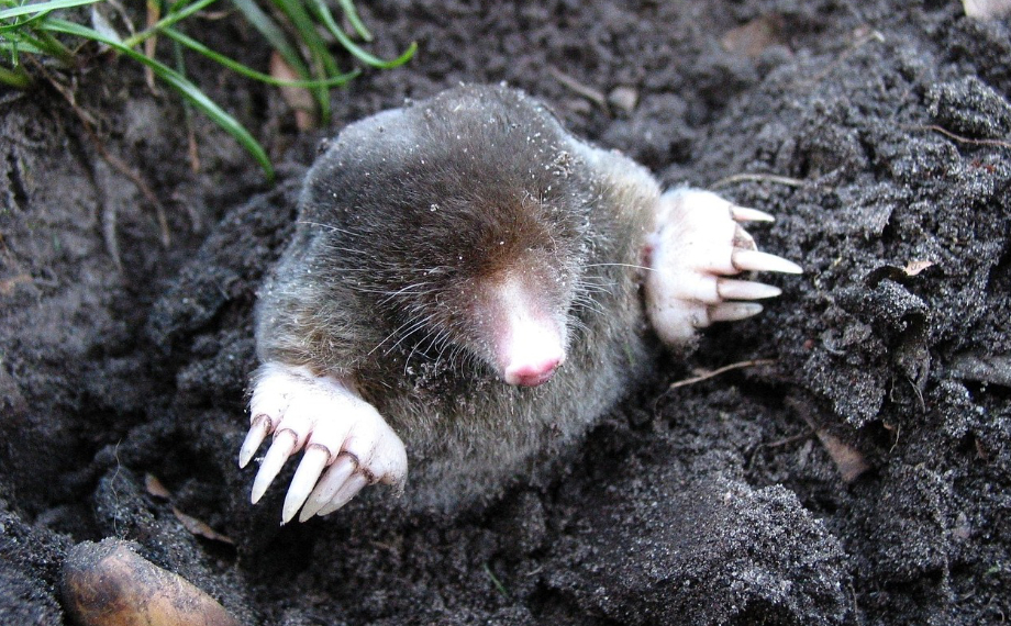 Je krtek chráněný? Jak ho legálně zlikvidovat?